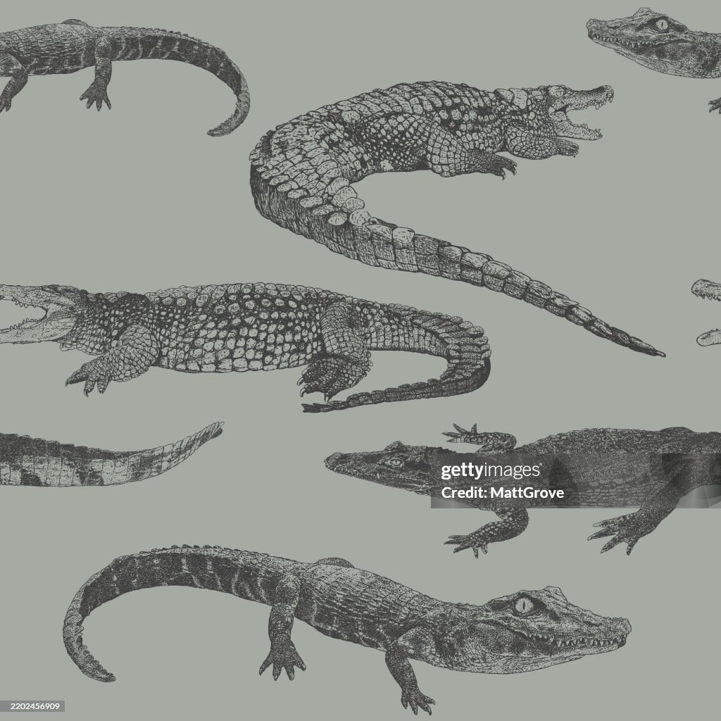 Crocodile, Alligator & Caiman Repeat Pattern