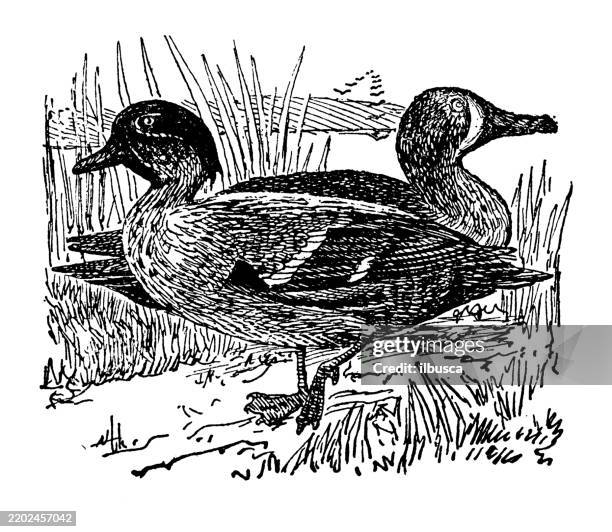 blue winged teal, querquedula discors, green winged teal, nettion carolinensis - blue winged teal stock illustrations