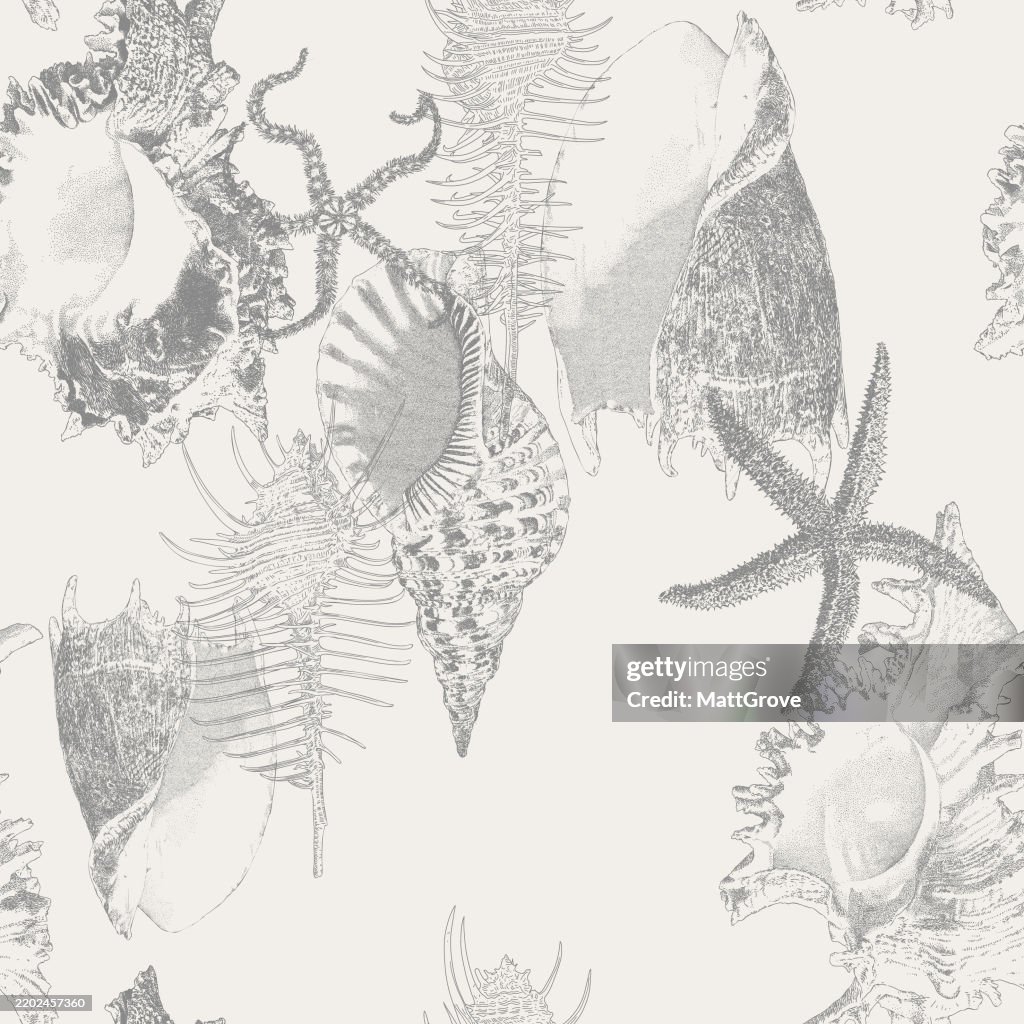 Seashells Gastropods Starfish Conch Murex Venus Comb Triton Shell