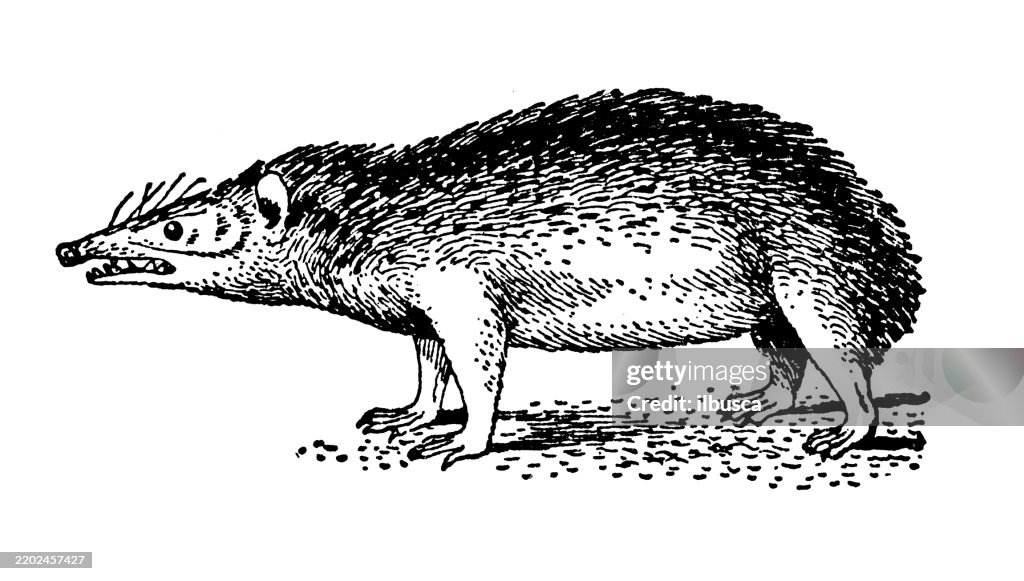 Tenrec, Centetes ecaudatus