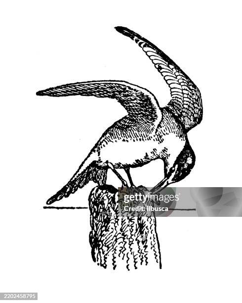 illustrazioni stock, clip art, cartoni animati e icone di tendenza di sterna hirundo - sterna hirundo - sterna comune