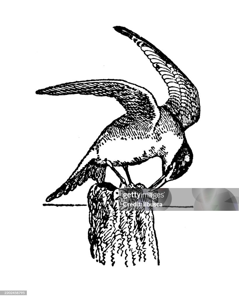 Tern, Sterna hirundo