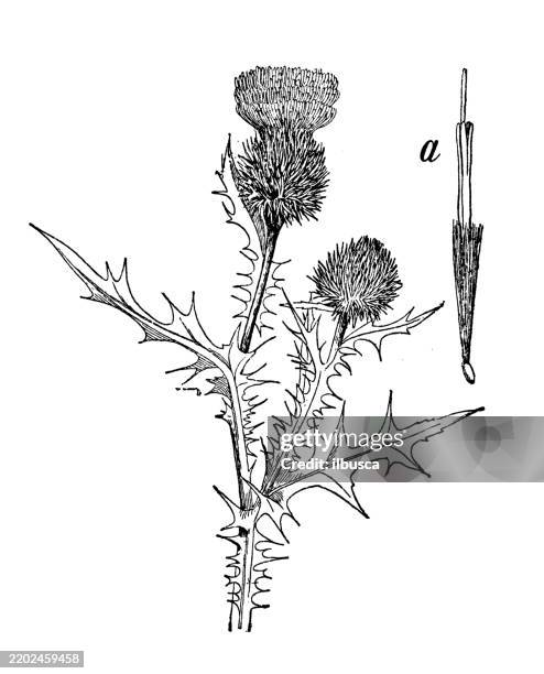 bull thistle, cnicus lanceolatus - thistle stock illustrations