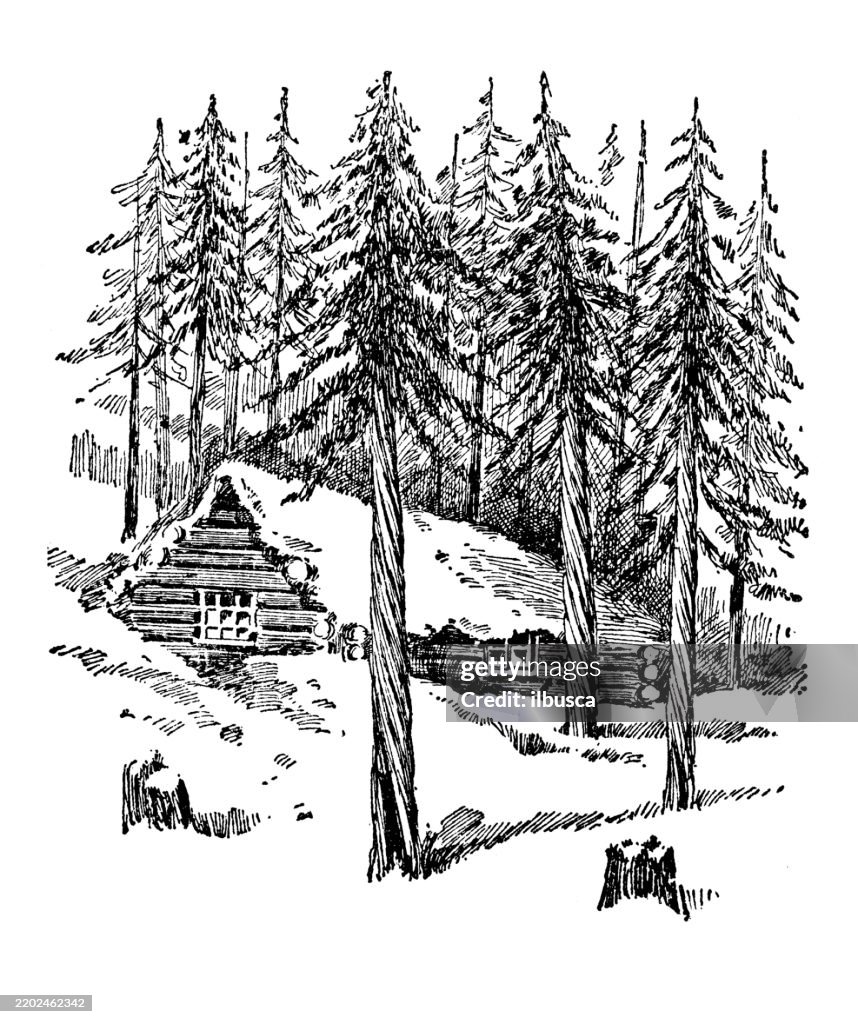 Thuya Occidentalis, Arbor vitae