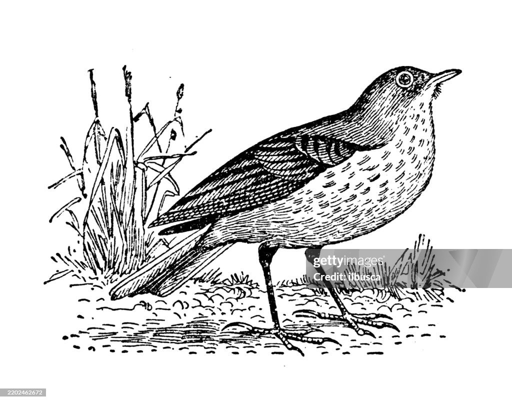 American Titlark, Anthus pensilvanicus