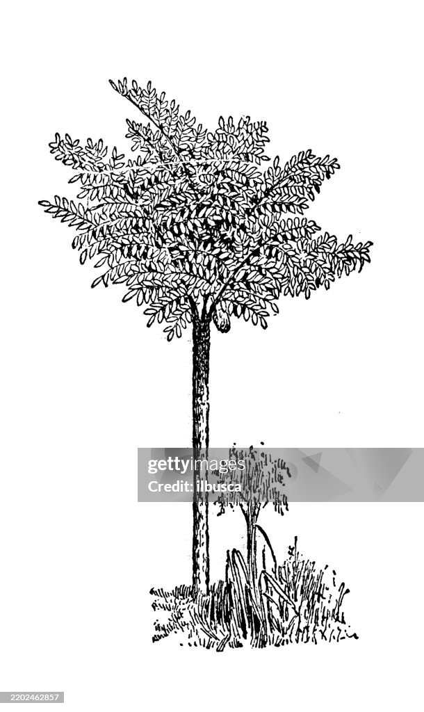 Toddy Palm, Caryota urens