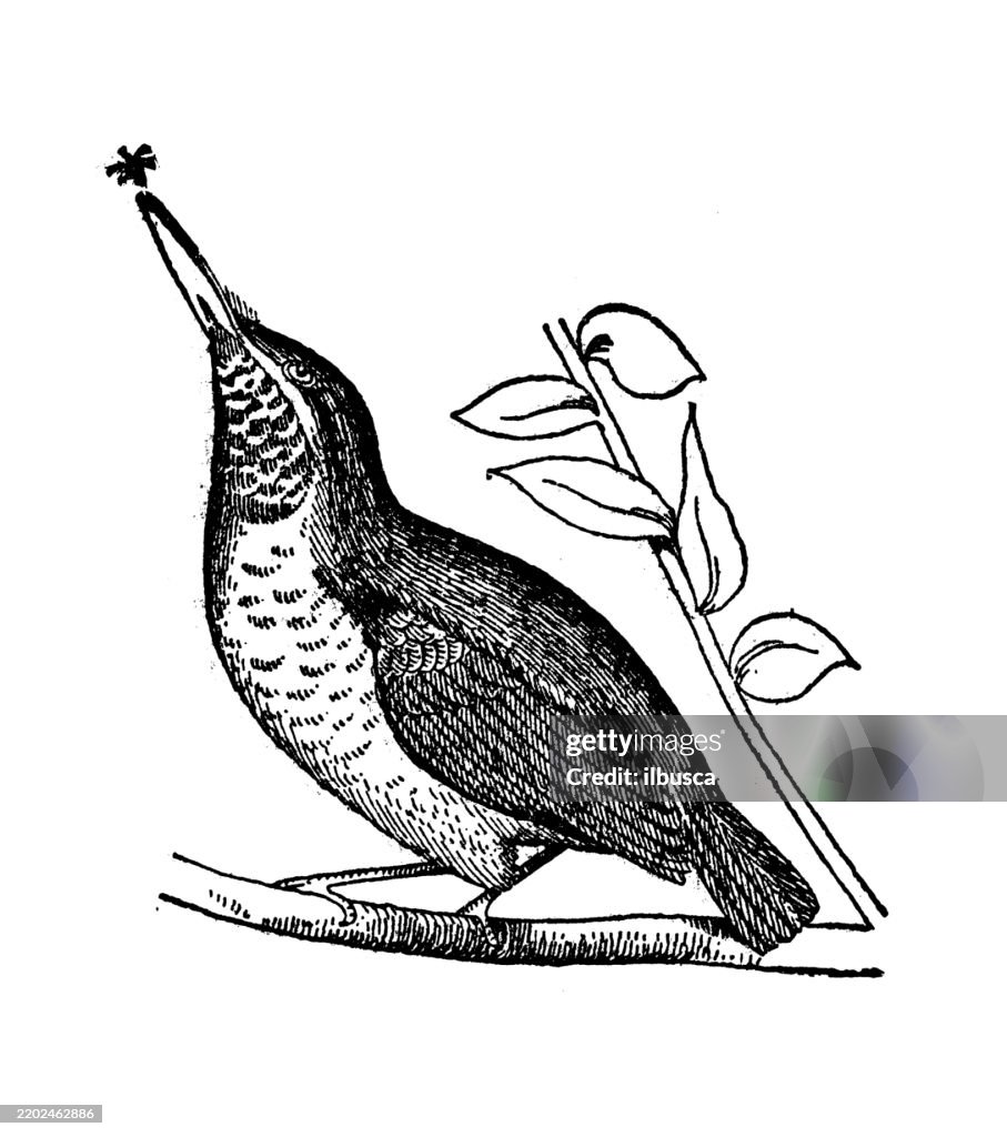 Tody, Todus subulatus