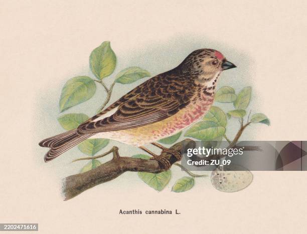 common linnet (linaria cannabina), chromolithograph, published in 1895 - eggs beige background stock illustrations