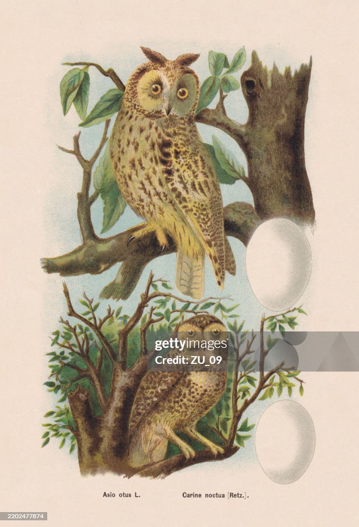 Long-eared owl and Little owl, chromolithograph, published in 1895