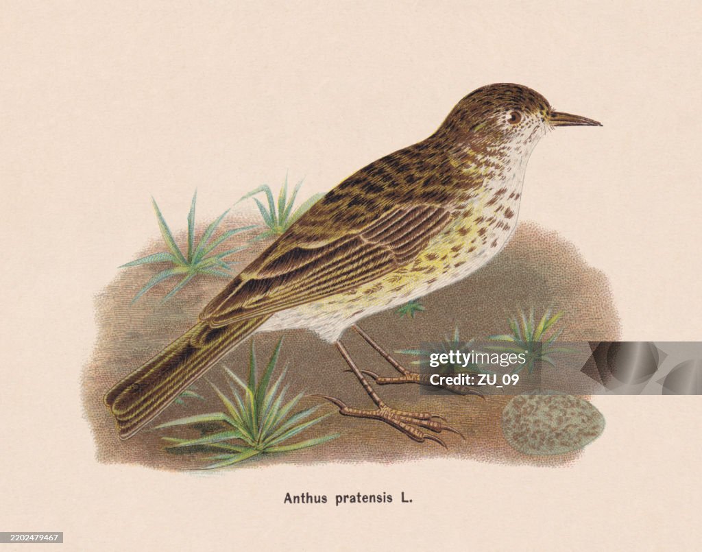 Meadow pipit (Anthus pratensis), chromolithograph, published in 1895
