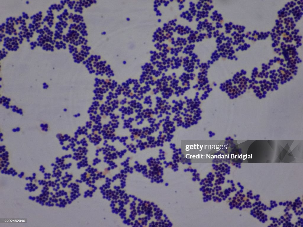 Bcg Microscope Coccus Bacteria Under Microscope