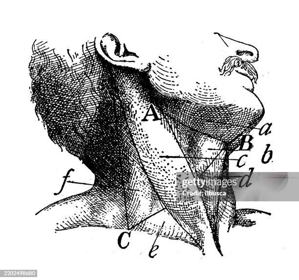 triangles of the neck - medical diagram stock illustrations