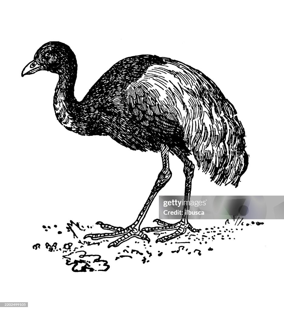 Trumpeter, Psophia crepitans