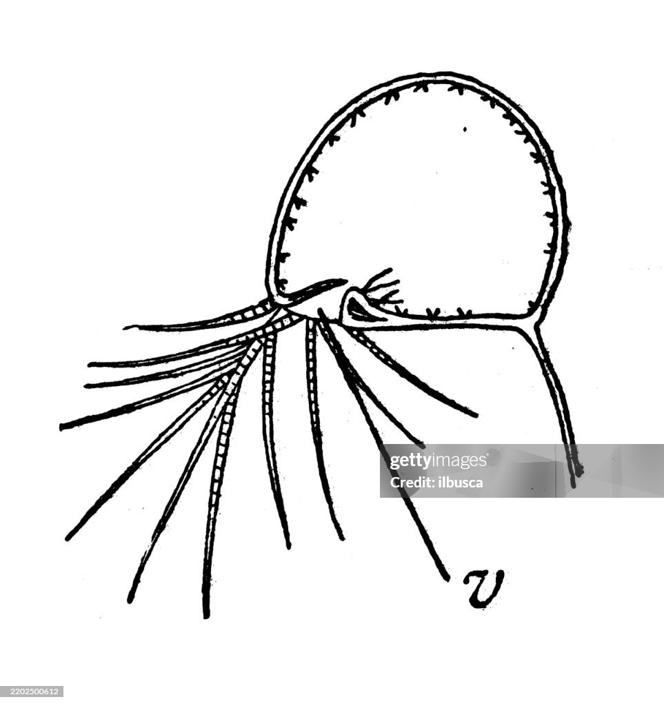 Utricula des Wasserschlauchs, Utricularia vulgaris