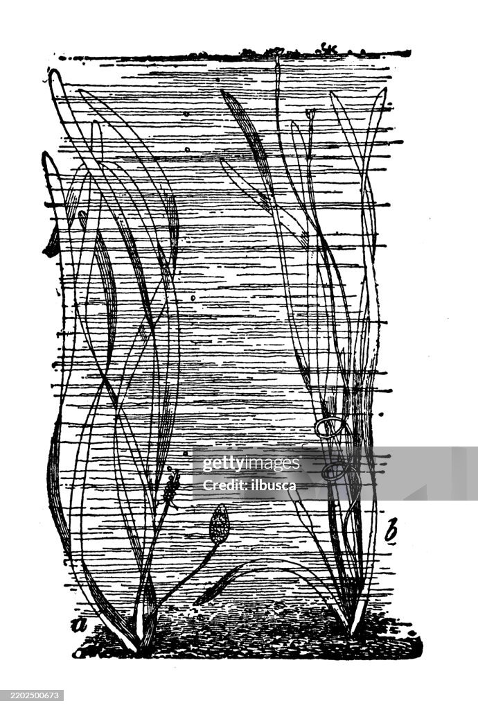Vallisneria spiralis, Tape grass