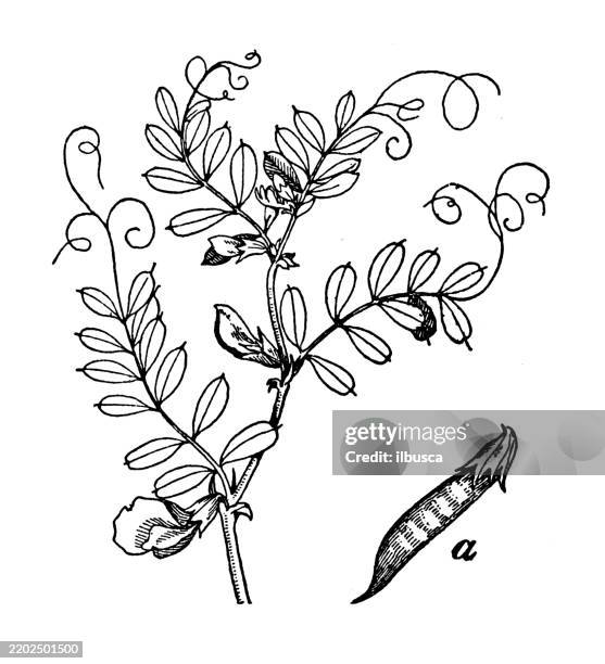 vetch or tare, vicia sativa - broad bean stock illustrations