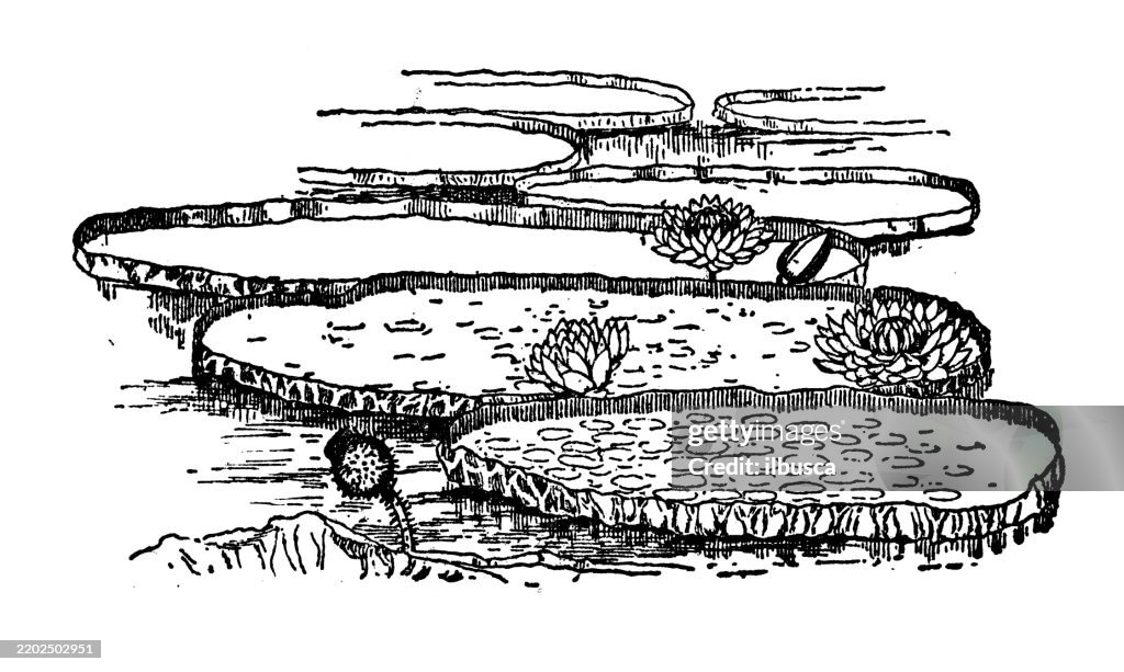 Victoria Water lily, Victoria regia