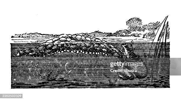 Violet Shell Inthina Fragilis High-Res Vector Graphic - Getty Images