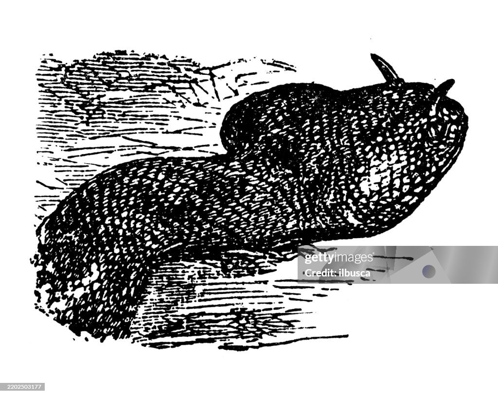 Horned Viper, Cerastes cornutus