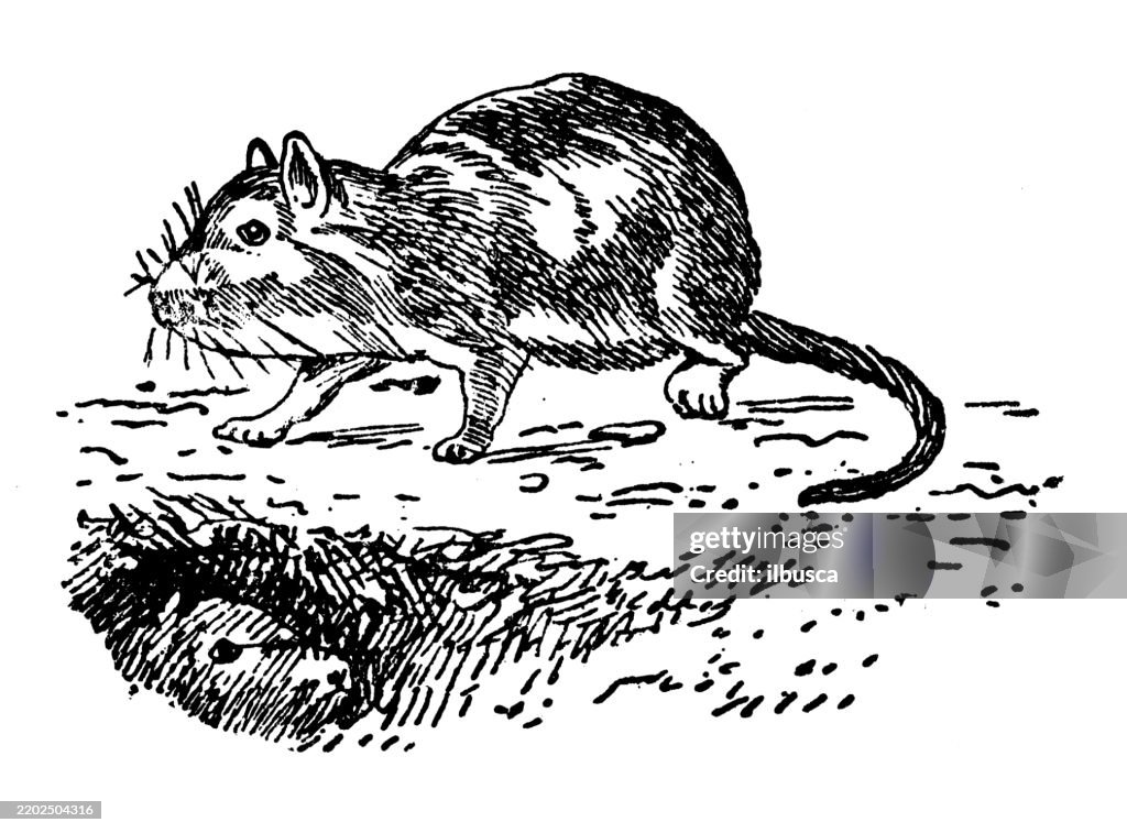 Viscacha