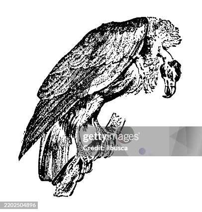 Vulture Vulture