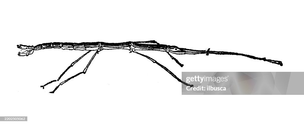 Walking stick