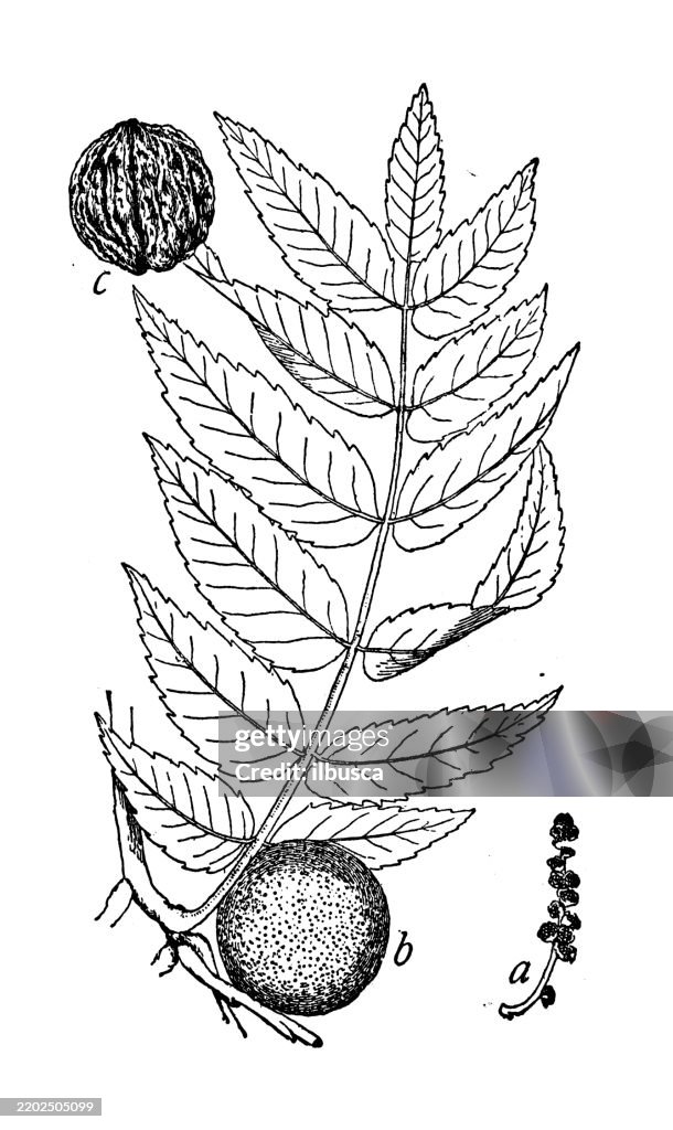 Black Walnut, Juglans nigra