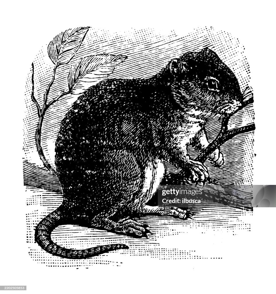 European Field Vole