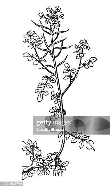 watercress - watercress stock illustrations