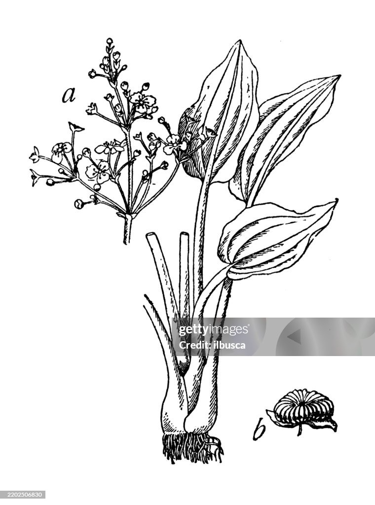 Water plantain, Alisma Plantago