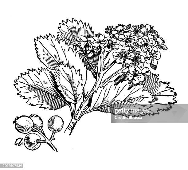whitebeam, pyrus aria - pyrus calleryana stock illustrations