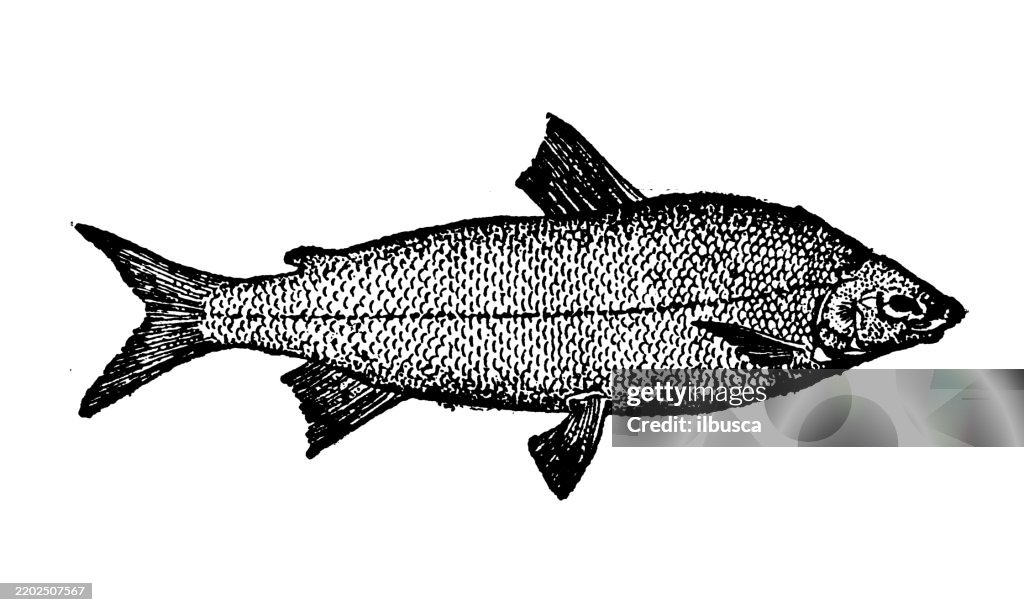 Whitefish, Coregonus clupeiformis