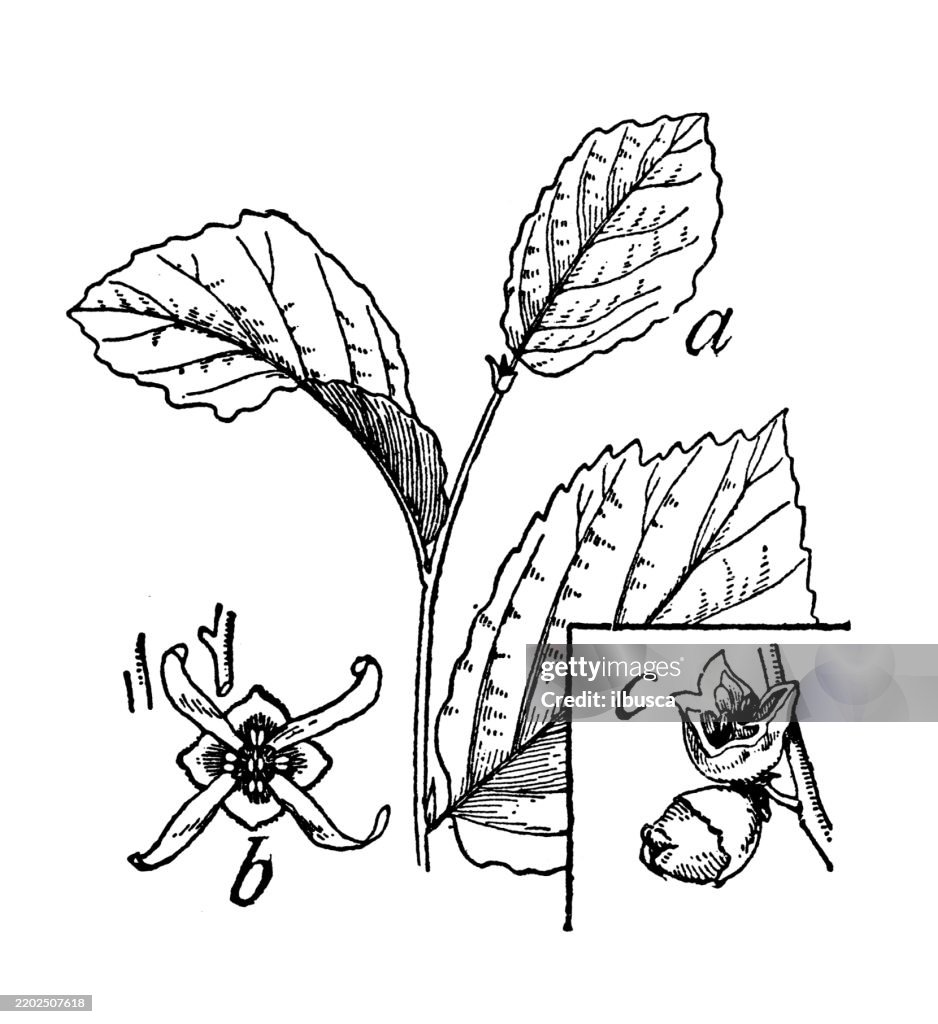 Witch hazel, Hamamelis Virginiana