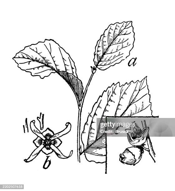 witch hazel, hamamelis virginiana - hamamelis virginiana leaves stock illustrations