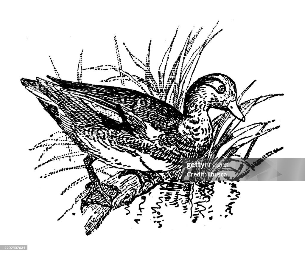 American Widgeon, American Tide