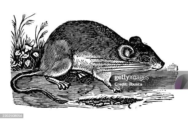Native Florida Rats Florida Wood Rat Neotoma Floridiana High-Res Vector Graphic - Getty Images