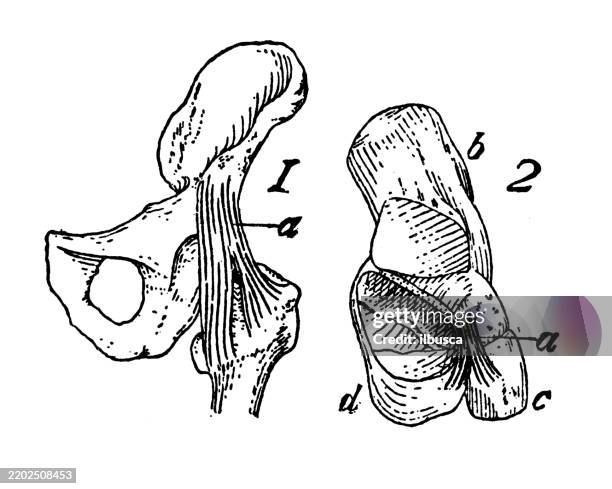 382 Ankle Ligament Anatomy Stock Photos, High-Res Pictures, and Images ...