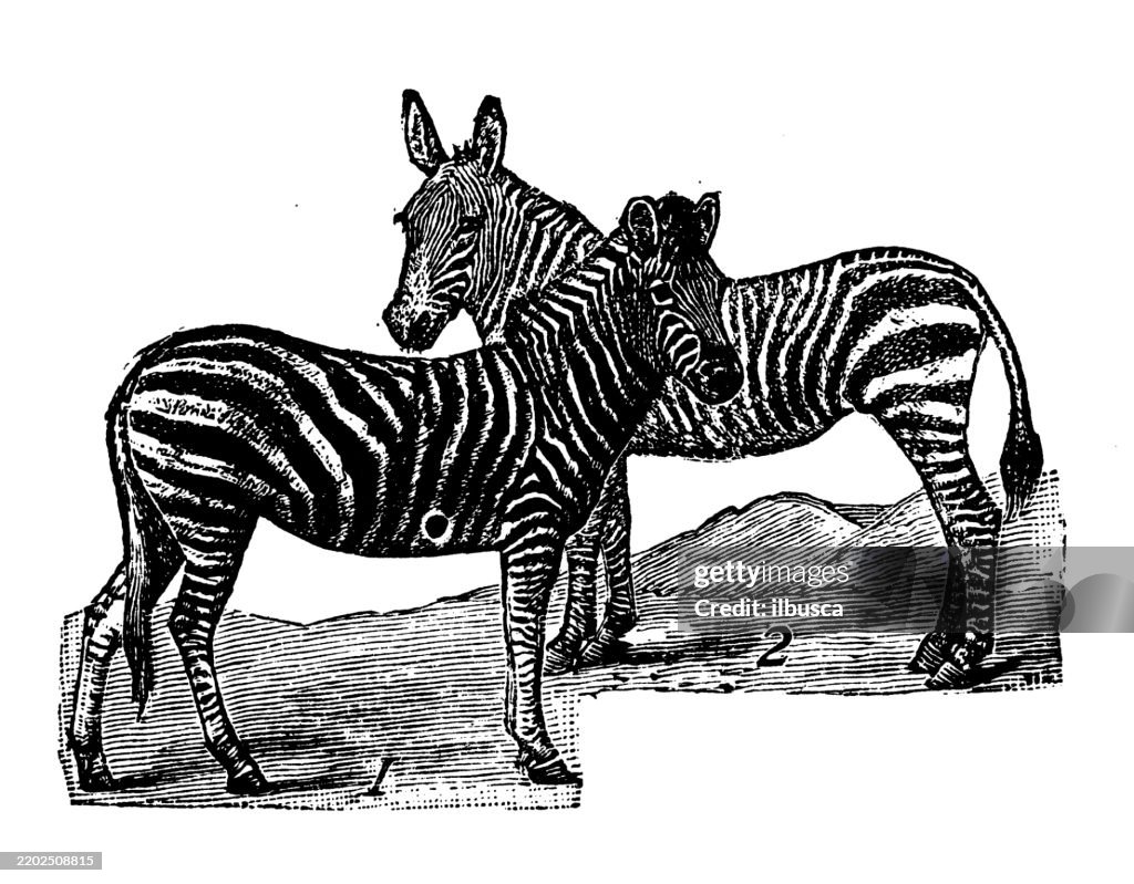 Burchell's Zebra, Equus burchelli, Zebra, Equus Zebra