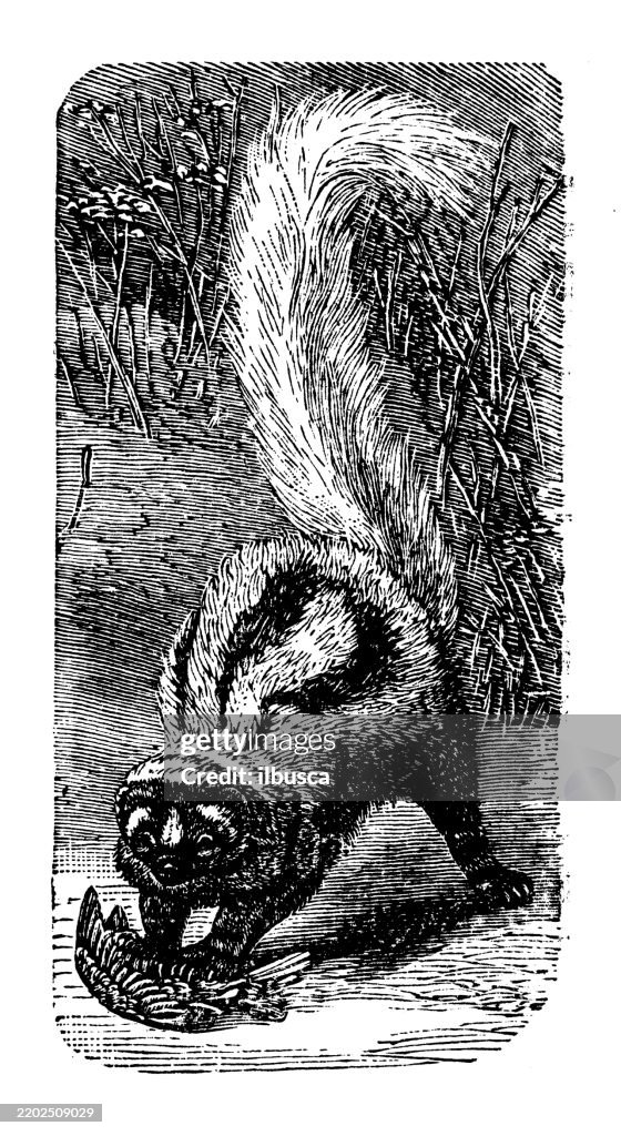 African Zoril, Zorilla striata
