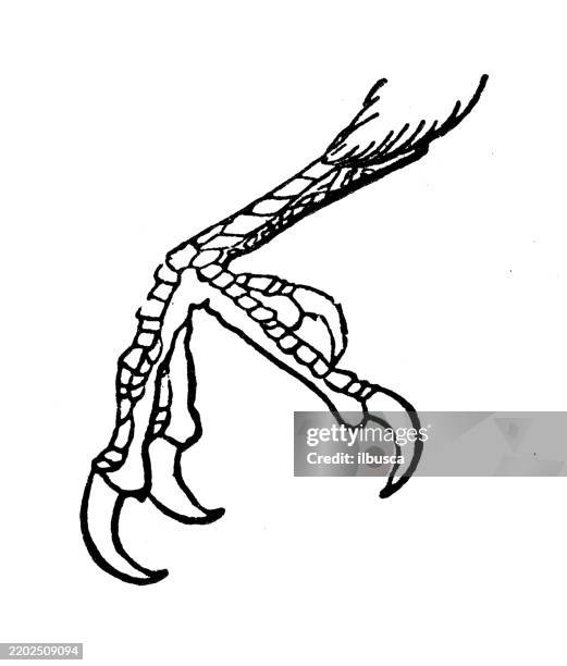 zygodactylous foot, red headed woodpecker - red headed woodpecker stock illustrations
