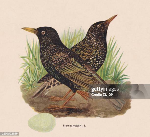 common starling (sturnus vulgaris), chromolithograph, published in 1895 - starling stock illustrations