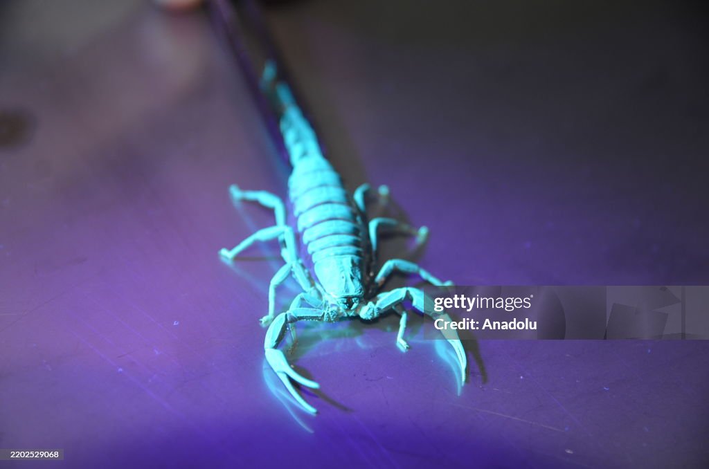 Konya academic names newly discovered scorpion after his surname