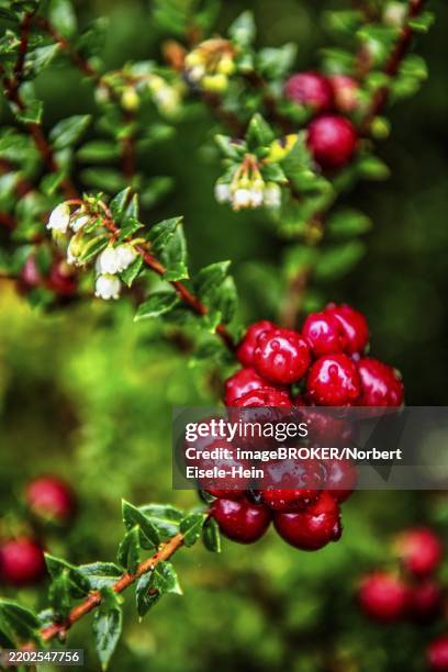 Glacier Raspberry 11 Heather Darwin Stock Photos, High-Res Pictures, and Images - Getty ...
