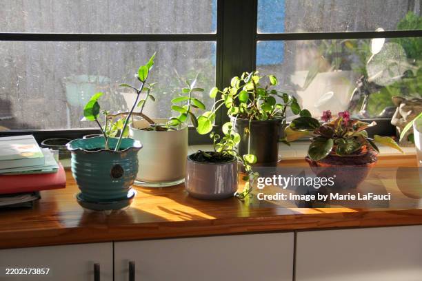 interior houseplants displayed near the window - crassula stock pictures, royalty-free photos & images