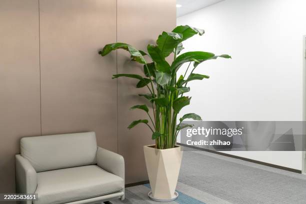 modern office interior with greenery and minimalist furniture - ornamental plant stock pictures, royalty-free photos & images