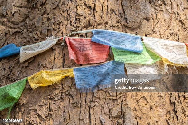prayer flags hanging on the old tree. a sacred tree or holy tree is a tree which is considered to be sacred, or worthy of spiritual respect or reverence. - mantra stock pictures, royalty-free photos & images