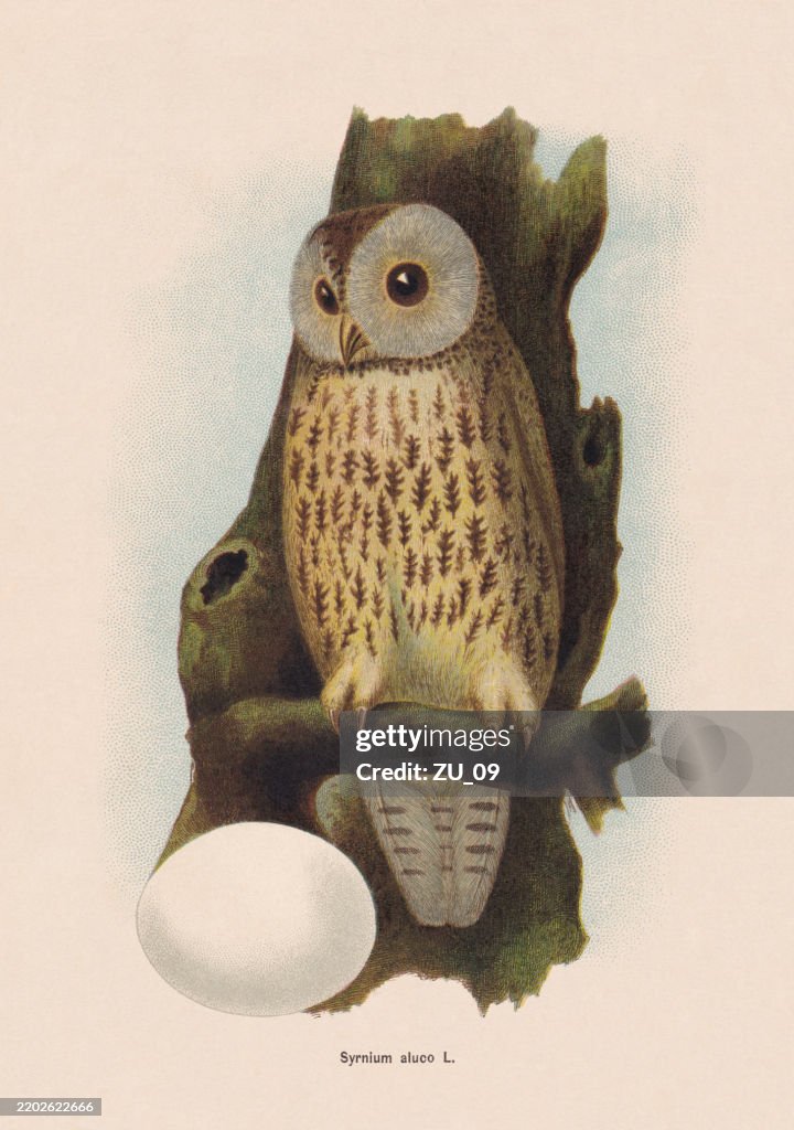 Tawny owl (Strix aluco), chromolithograph, published in 1895