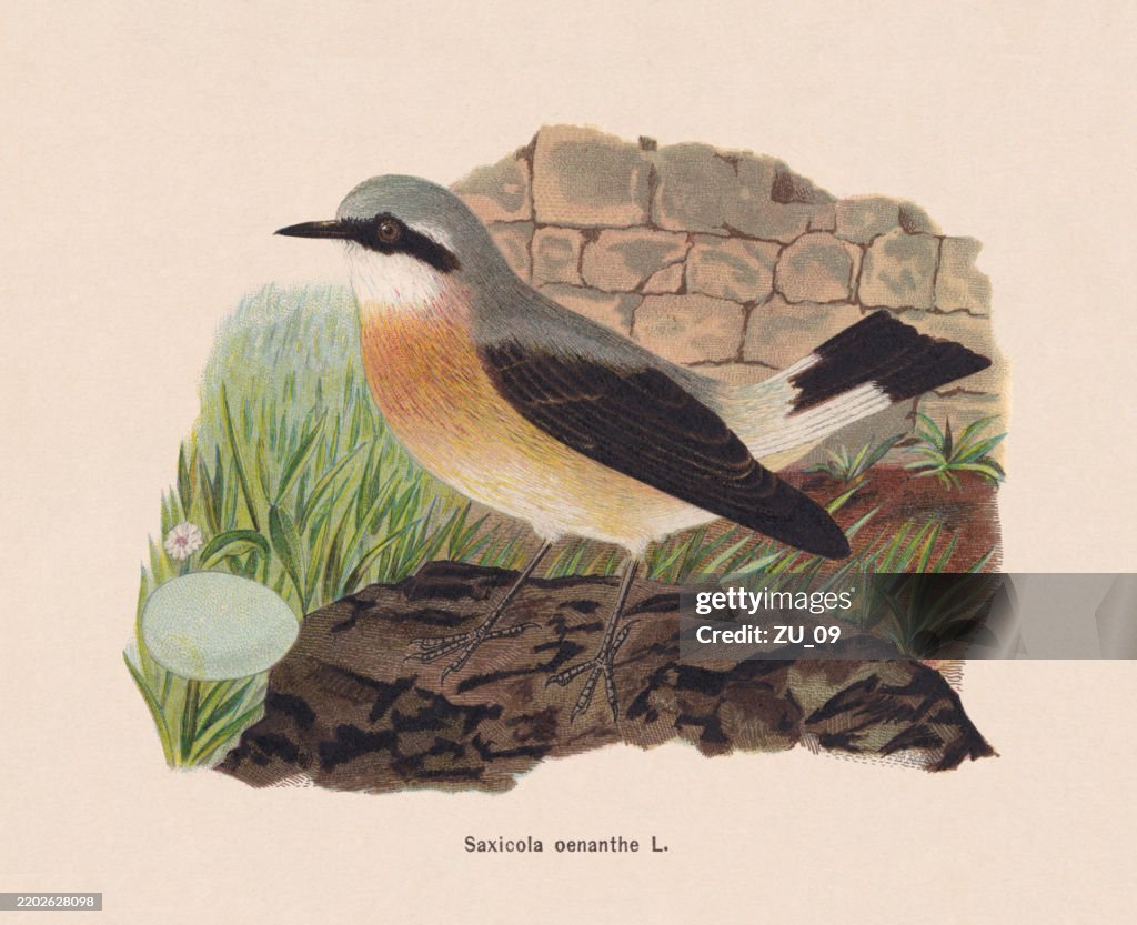 Wheatear (Oenanthe oenanthe), chromolithograph, published in 1895