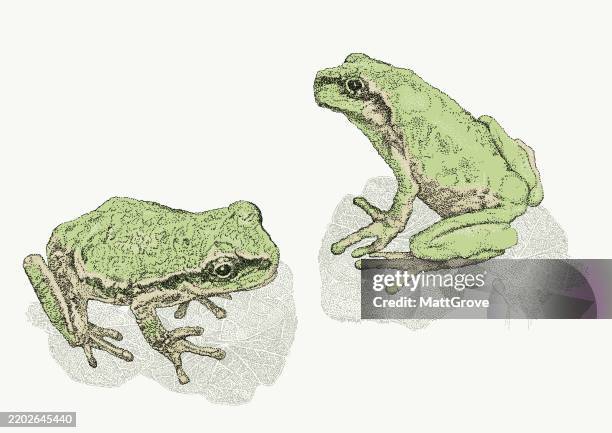 japanese common tree frog - toad stock illustrations