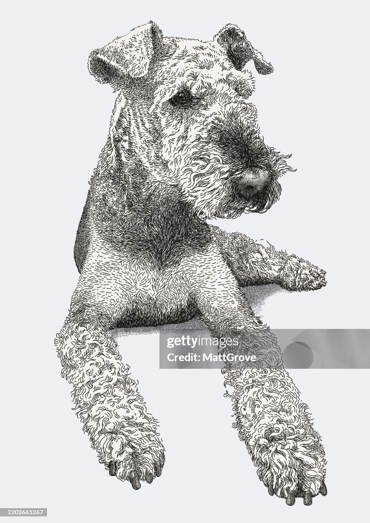 Airedale Terrier Seated